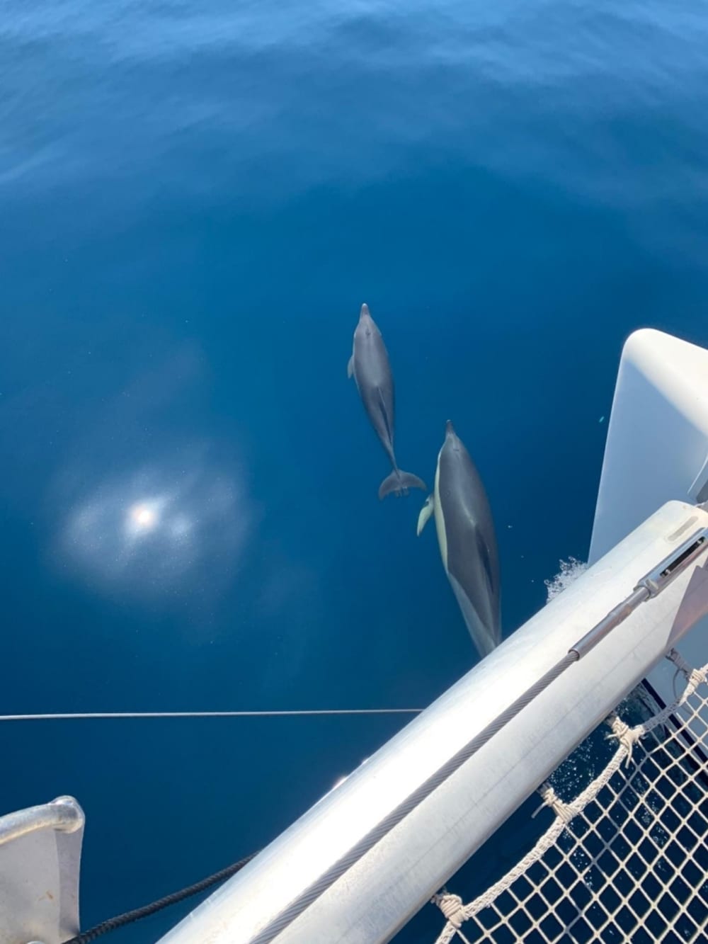 Passez 8 heures à naviguer autour d'Estepona en catamaran.