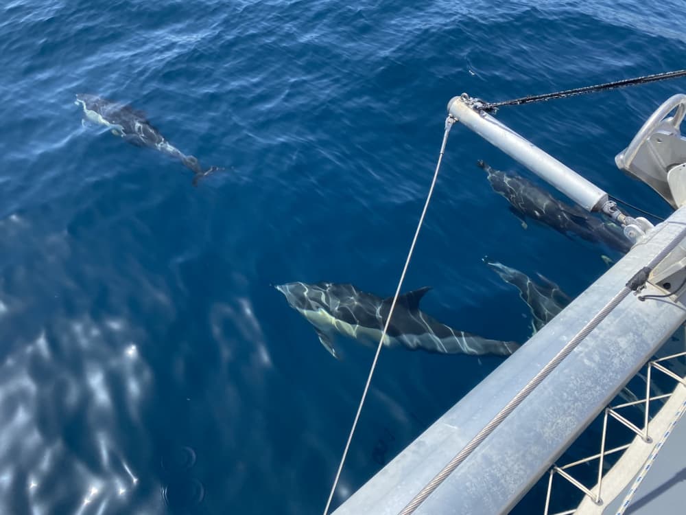Pasa 8 horas navegando alrededor de Estepona en catamarán.