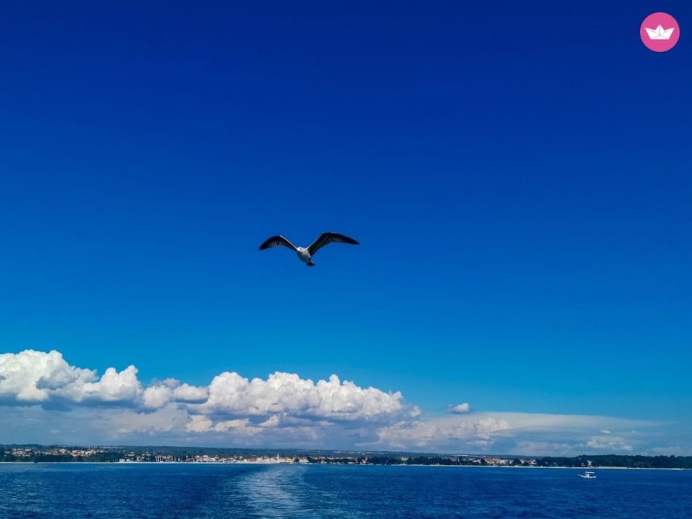 Segeln, Snack & Schwimmen: Halbtägiges Abenteuer nach Porer & Kamenjak