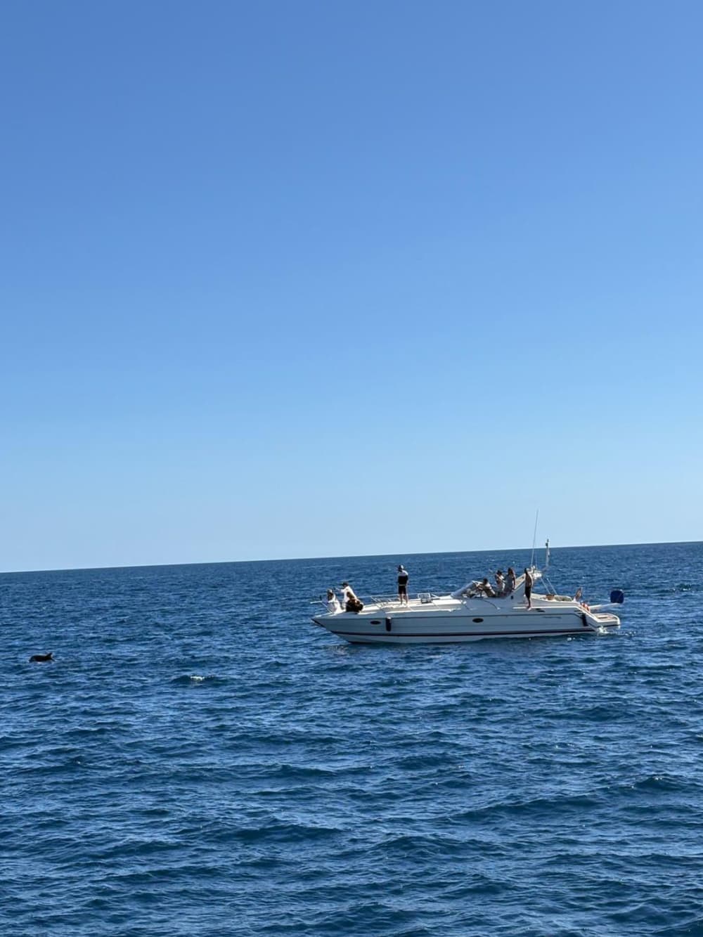 OBSERVATION DES DAUPHINS ET ÉVÉNEMENTS PRIVÉS