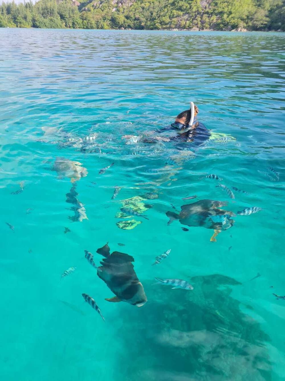 Poświęć 9 godzin, aby odkryć ukrytą magię Seszeli z fal