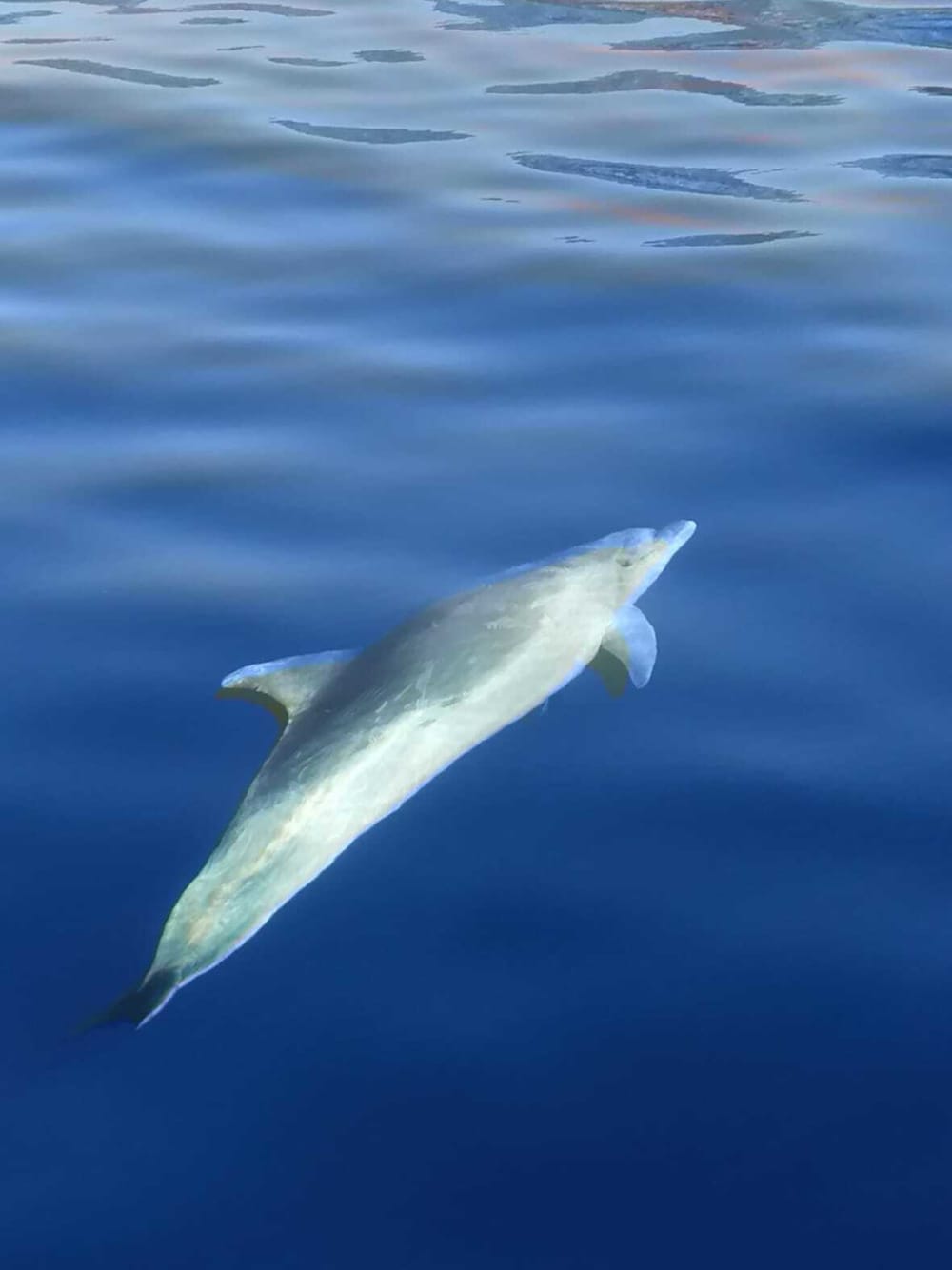 Genießen Sie einen ganzen Tag Segeln in Saint-Florent auf einem Segelboot.