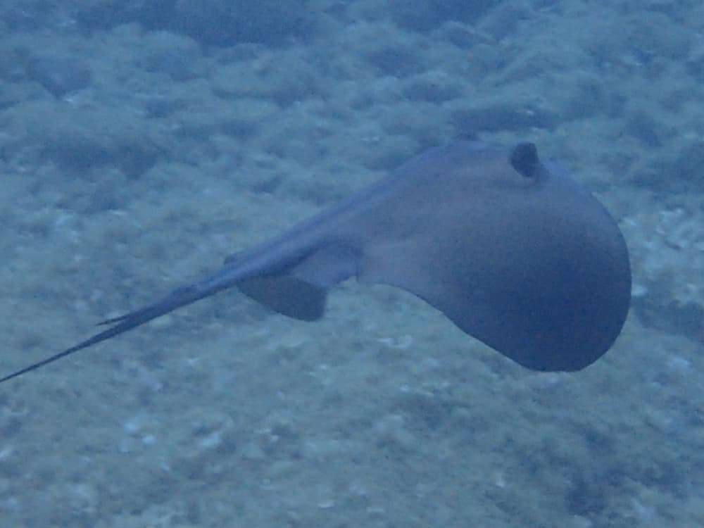 Profitez du soleil lors d'une excursion en bateau de 7 heures à Banyuls-sur-Mer.