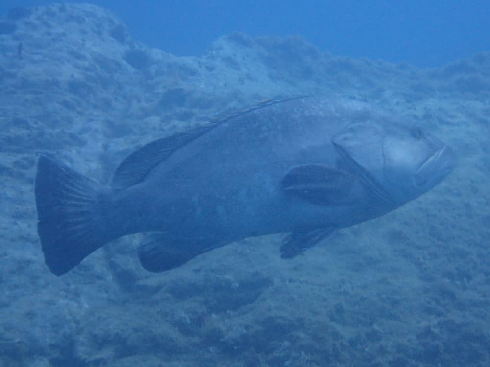 Profitez du soleil lors d'une excursion en bateau de 7 heures à Banyuls-sur-Mer.