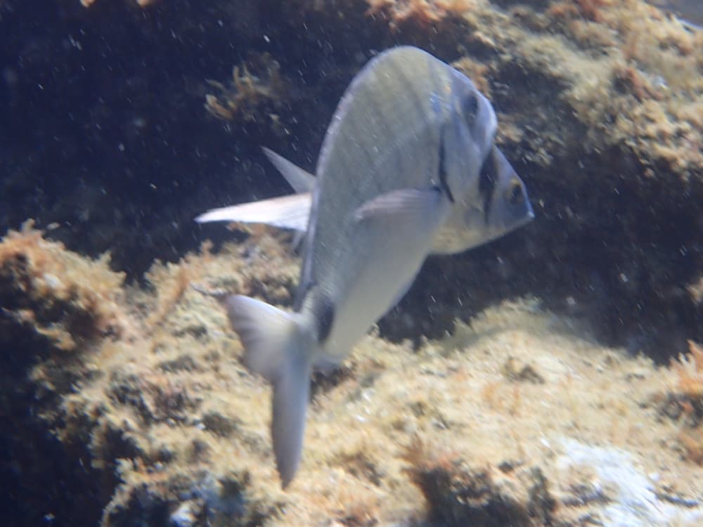 Profitez du soleil lors d'une excursion en bateau de 7 heures à Banyuls-sur-Mer.