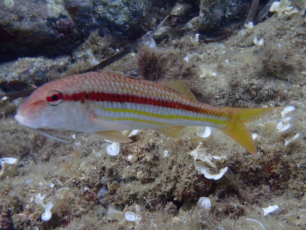 Profitez du soleil lors d'une excursion en bateau de 7 heures à Banyuls-sur-Mer.