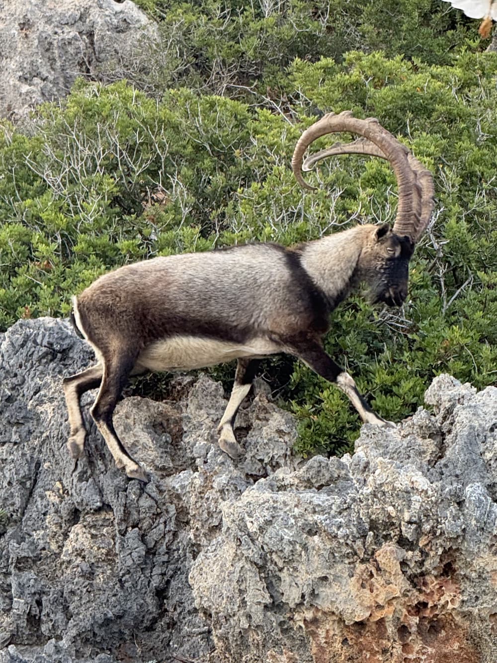 Paseo en barco por la bahía de Chania: relajación costera y escapada a la isla