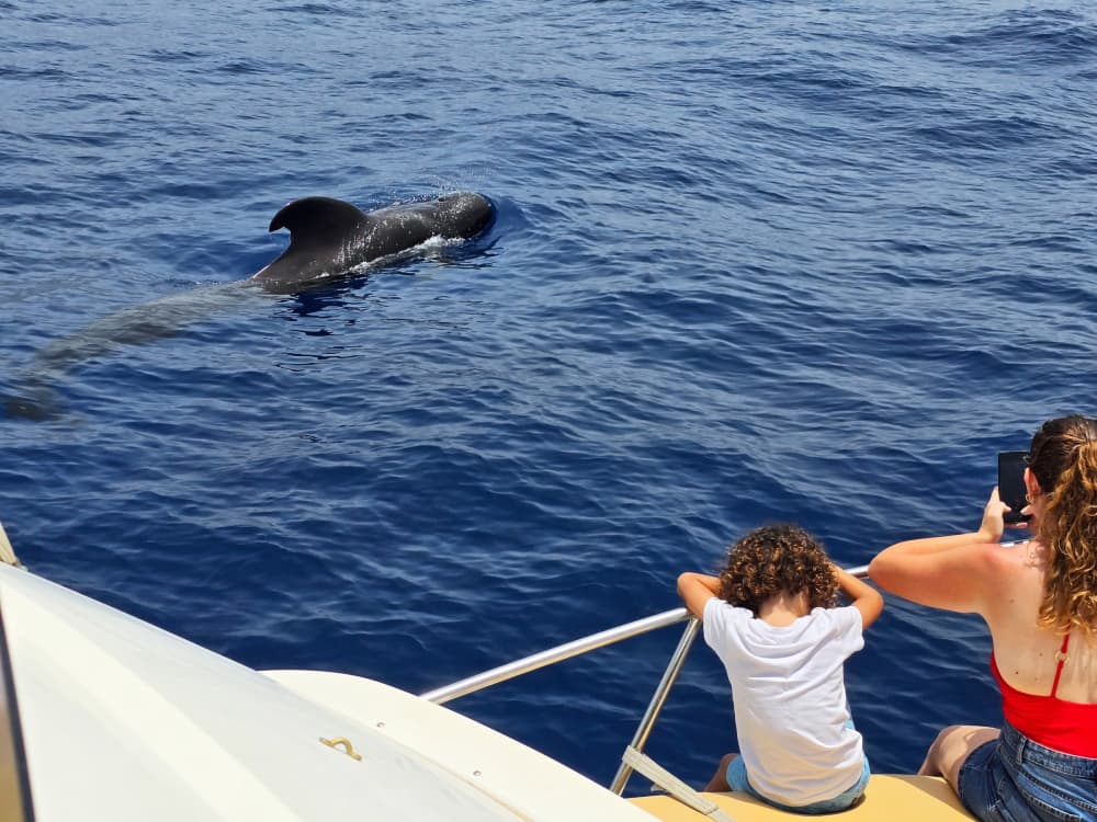 Profitez d'une excursion de 9 heures en bateau à moteur pour explorer Playa San Juan.