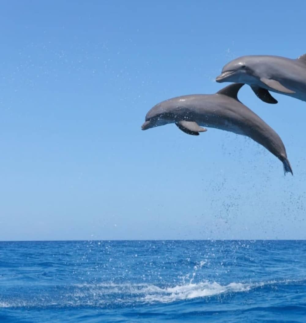 Navigazione tra storia e mare alle isole Cheradi