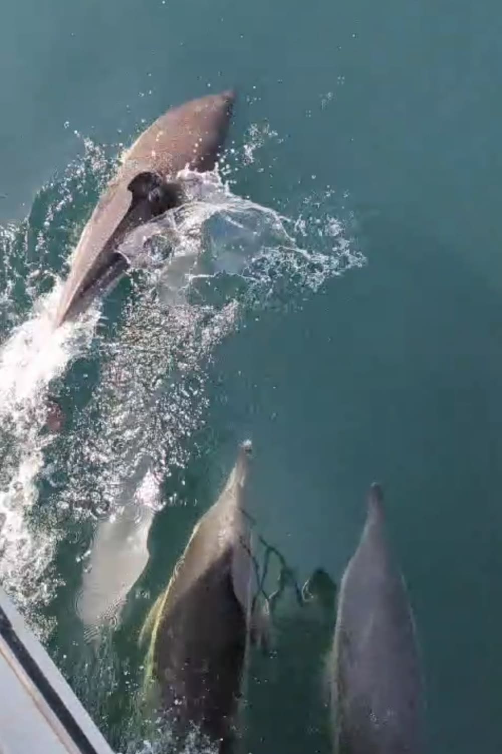 Croisière d'une demi-journée sur la Costa del Sol