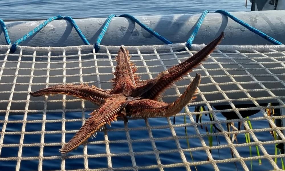 Entdecken Sie Talamone auf einem ganztägigen Segeltörn