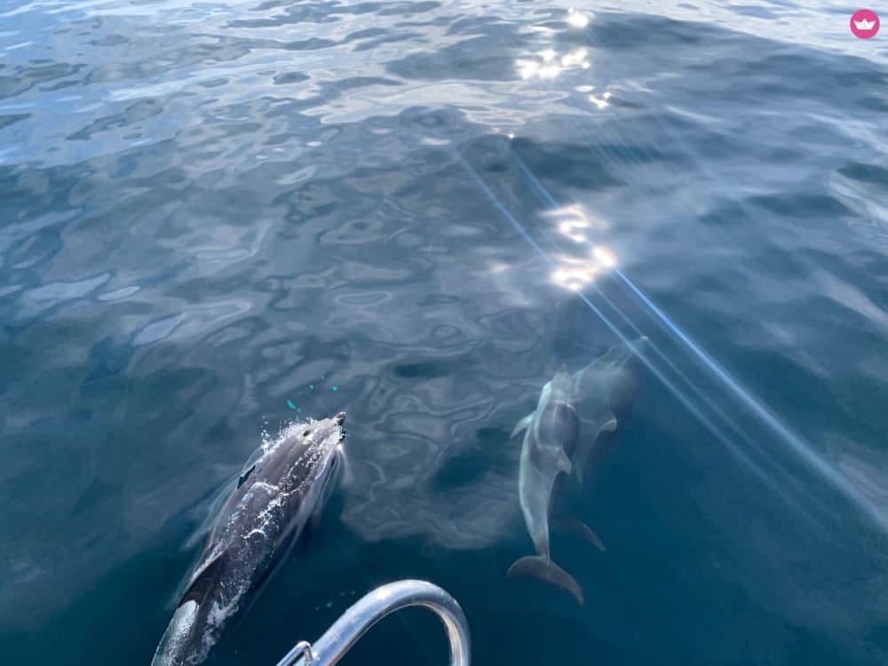 Tour Exclusivo en Catamarán de lujo: 4 Horas de Navegación por Marbella