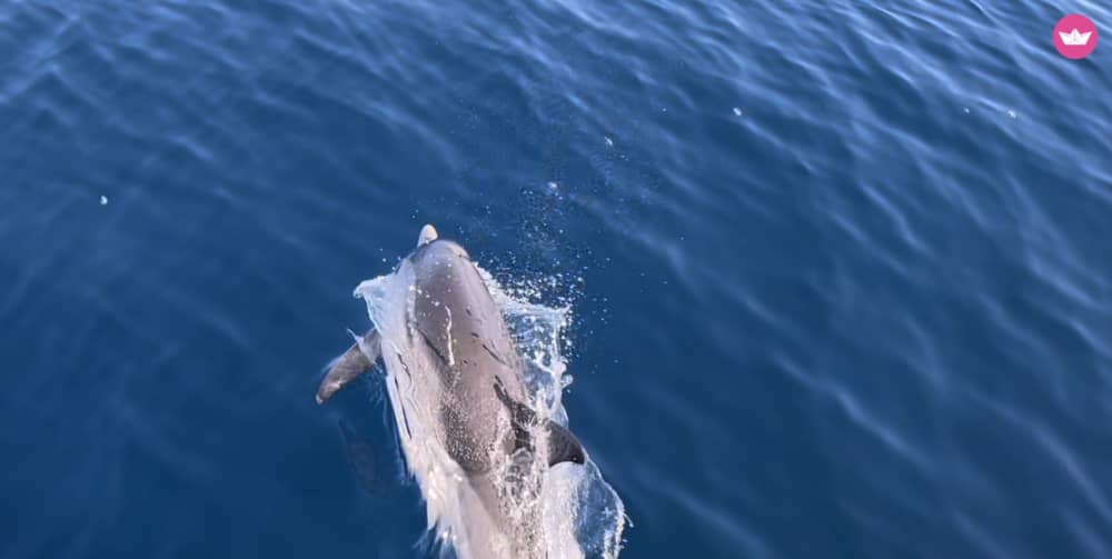 Catamaran Day Trip in Hyères
