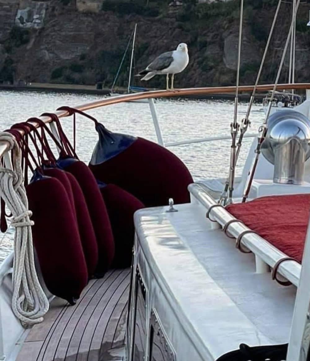 Twilight Tides & Dolphin Dreams: En solnedgångskryssning i Taormina Bay