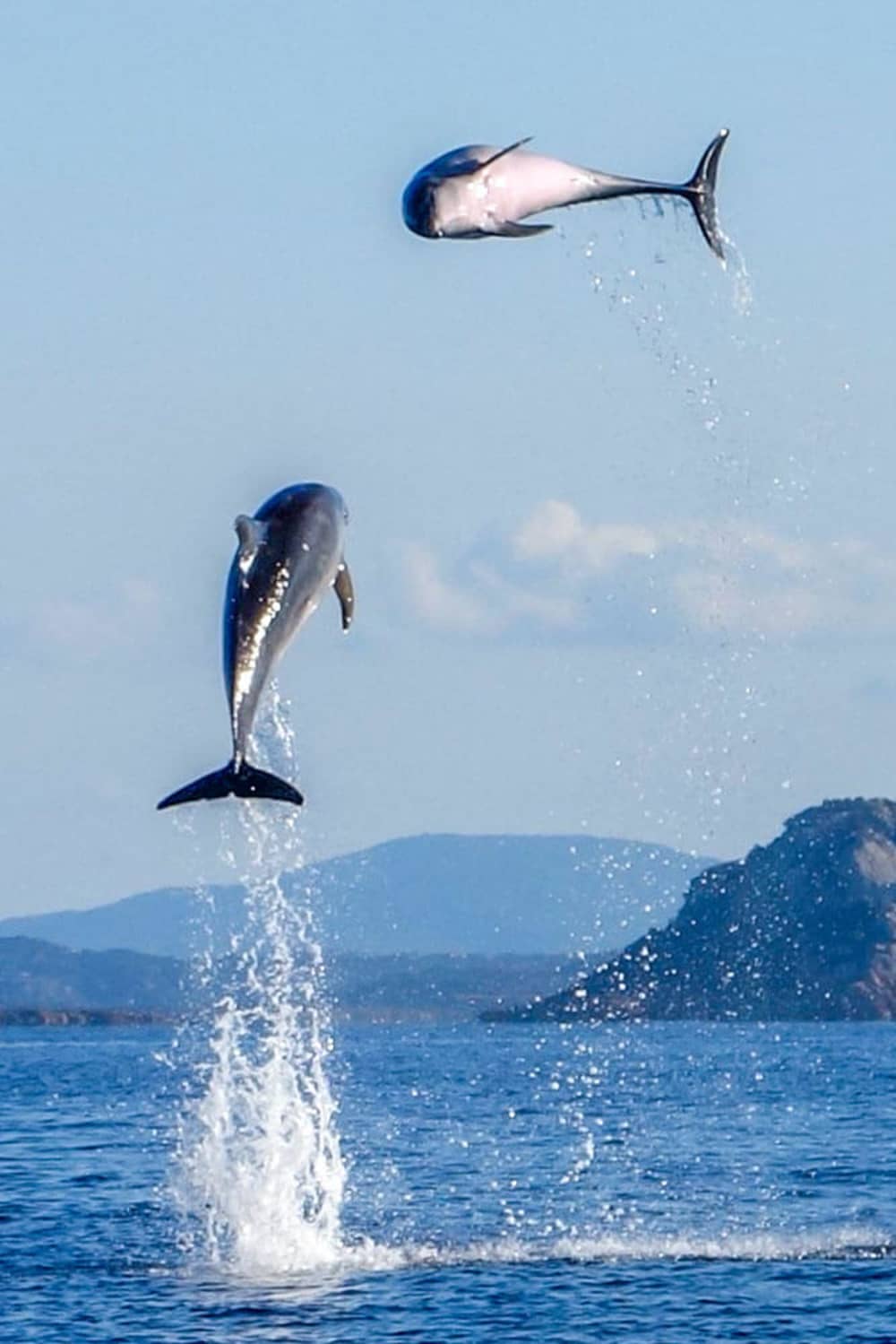 Dolphins in Figarolo aboard a Maxi Rib