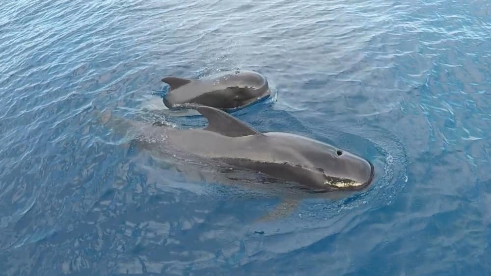 Excursion en bateau de 3h30 à Las Galletas pour profiter du soleil et de la mer