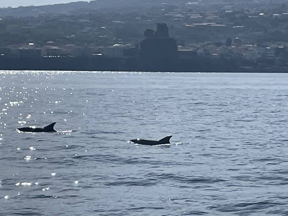 Wyruszamy na poszukiwanie delfinów