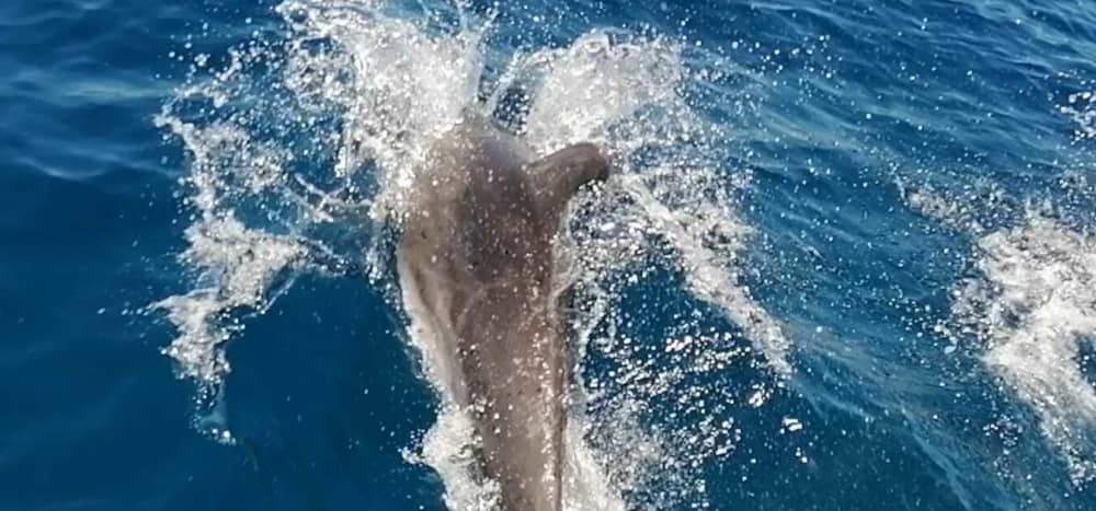 Half-day sea trip in the south of Gran Canaria