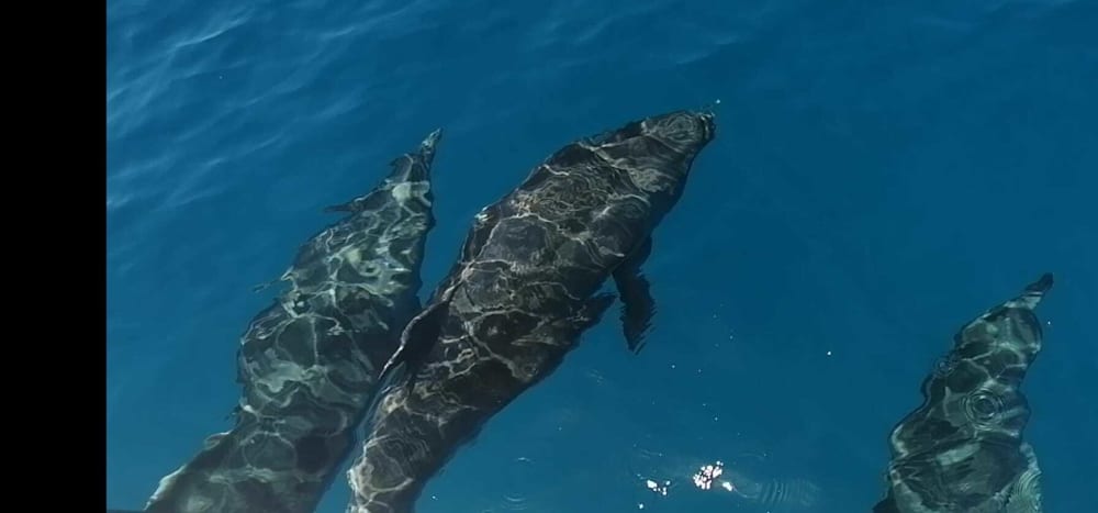 Half-day sea trip in the south of Gran Canaria