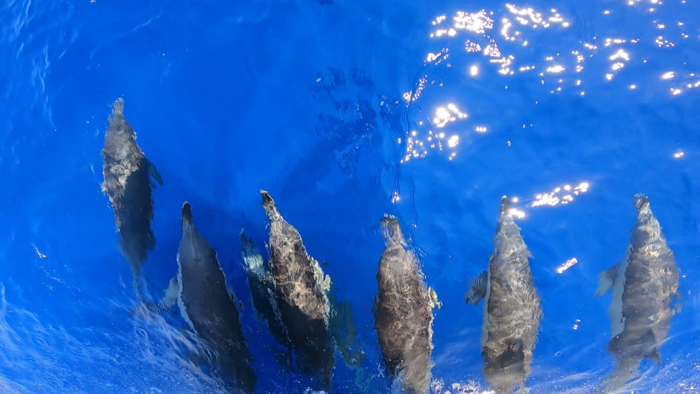 Onvergetelijke herinneringen op zee: breng 9 uur door met het verkennen van Marseille.