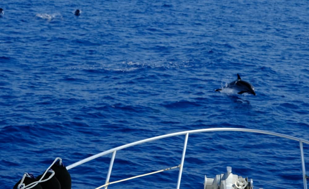 Onvergetelijke herinneringen op zee: breng 9 uur door met het verkennen van Marseille.