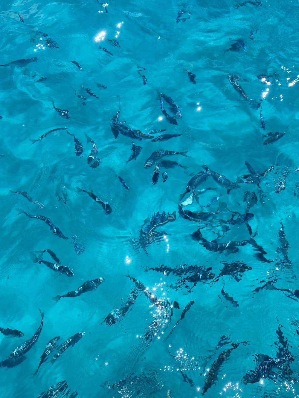 Snorkeling + Drinks + Coves with crystal-clear waters | The perfect plan