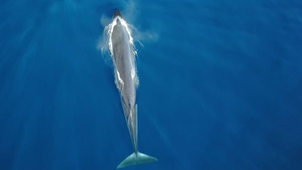 Croisière privée de 9 heures sur la Costa Adeje