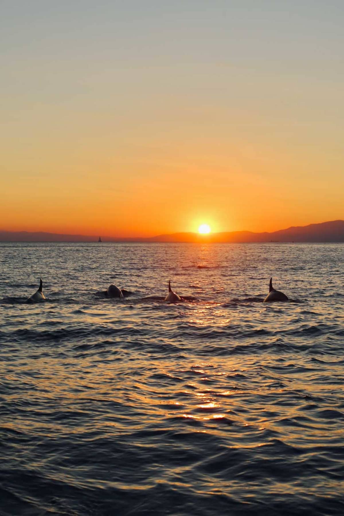 Sunset Aboard: Private Riviera Cruise Aboard the Patrone 23