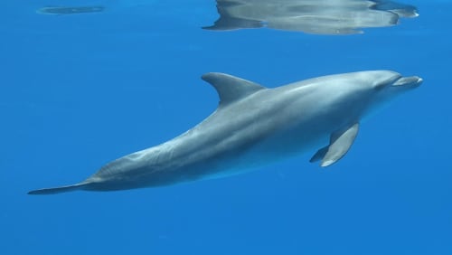 Gallery: image #30