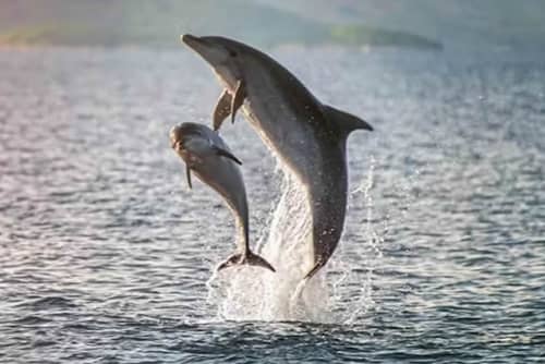 Dolphin Watching at Cala Moresca