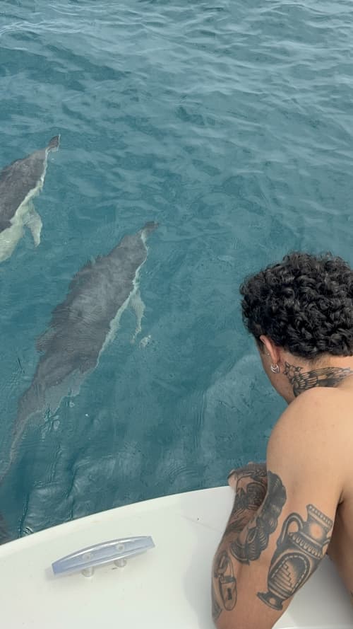 🐬Viaggio di avvistamento dei delfini🐬
