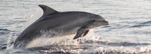 Tour Delfines