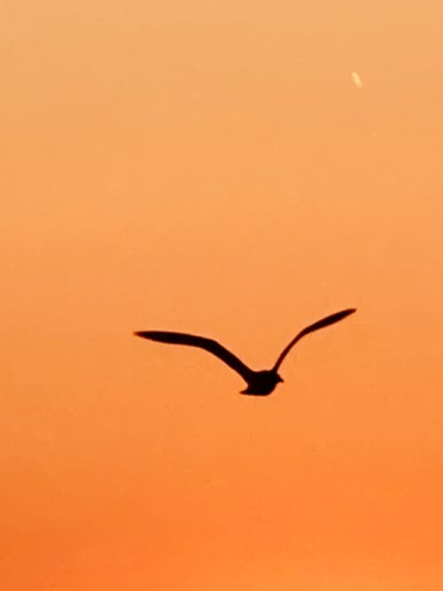 Gallery: image #6