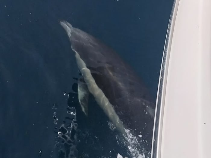 Full Day Cruise: Yacht Adventure
