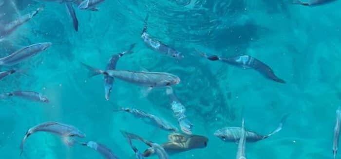Crucero privado de medio día por el norte de Corfú: una escapada flexible por el agua