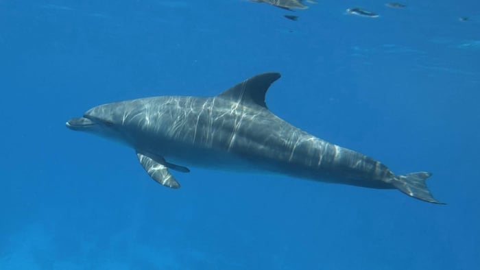 Excursion d'une journée : Découvrez Hurghada à bord d'un yacht à moteur de luxe
