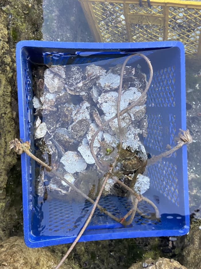 Ganztägiges Segelerlebnis in Perast