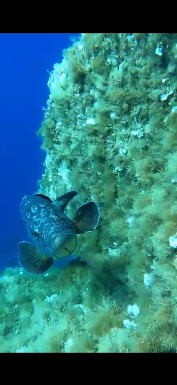Snorkeltocht in het Portcros Marine Park

Ik ben een instructeur freediving en scubaduiken, aangesloten bij de Franse Federatie voor Onderwatersporten.

Ik nodig je uit om de flora en fauna van het Portcros Marine Park te ontdekken tijdens een snorkeltocht.

Het programma van de dag wordt afgestemd op jouw voorkeuren. We vertrekken om 9:30 uur vanaf de boot.

Ons programma:
- 9:30 uur: Vertrek met de boot vanuit Le Lavandou.

- 10:00 uur: Snorkeltocht langs de onderwaterroute, met een introductie tot freediving voor geïnteresseerden.

- 12:00 uur: Lunch in een afgelegen baai.

- 13:30 uur: Boottocht naar het eilandje Gabinière om tandbaarzen en pelagische vissen te spotten.

- 16:00 uur: Terugkeer naar het vasteland, met een optionele yogasessie gericht op ademhalingstechnieken.