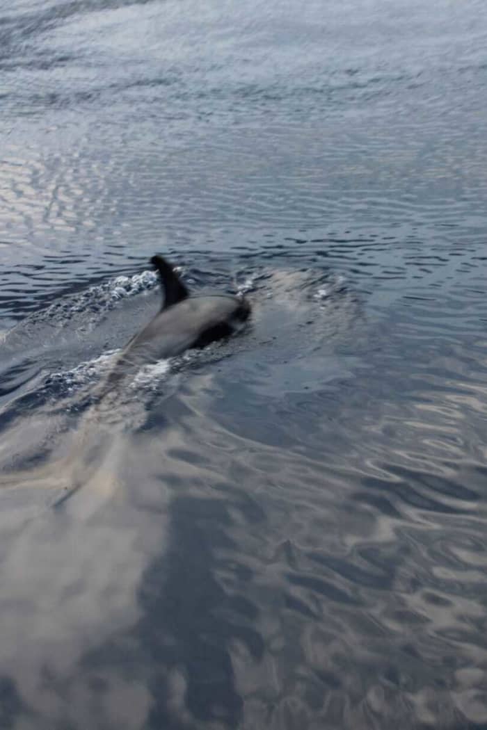 Discover Giardini Naxos on a motorboat for 8h