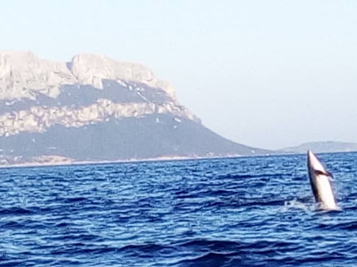 2-Hour Dolphin Tracking from Golfo Aranci