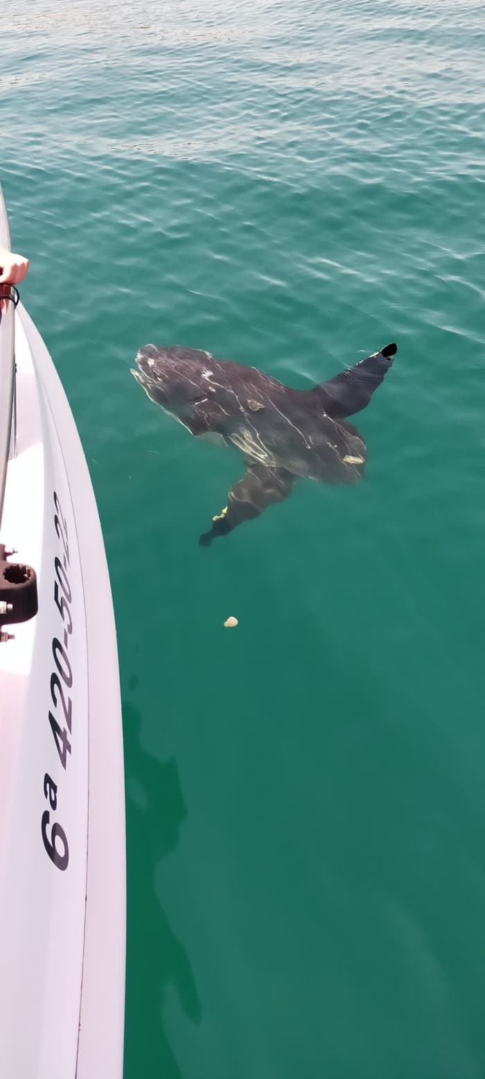 One day around Fuengirola: Enjoy 5h15 of discovery on a motorboat