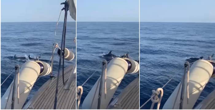 Enjoy a day at sea in Beaulieu-sur-Mer on a sailboat