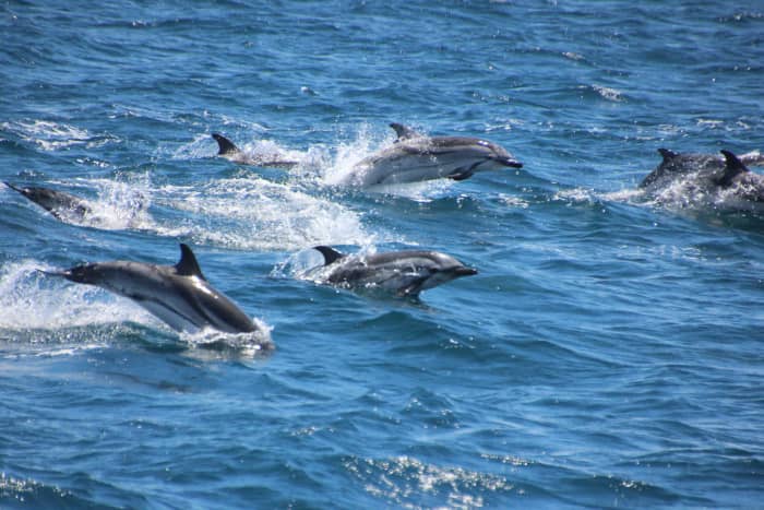 Full-day sailing experience in Sotogrande