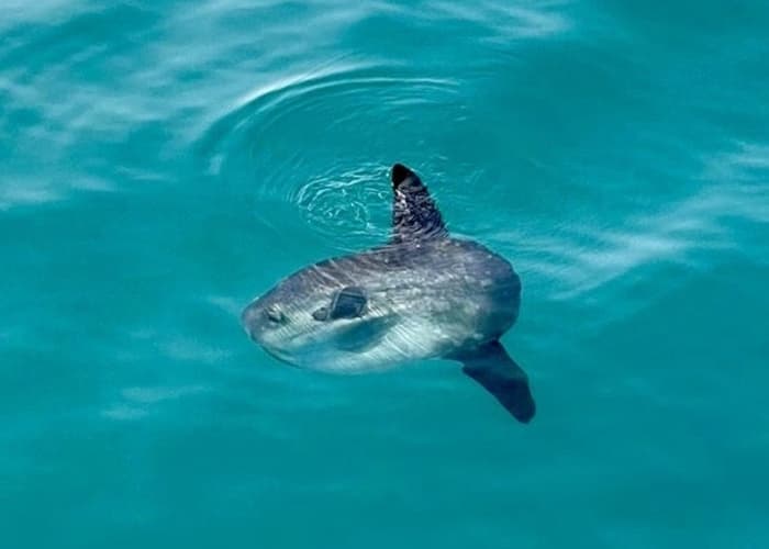 Snorkeling and Activities Cruise in Benalmádena
