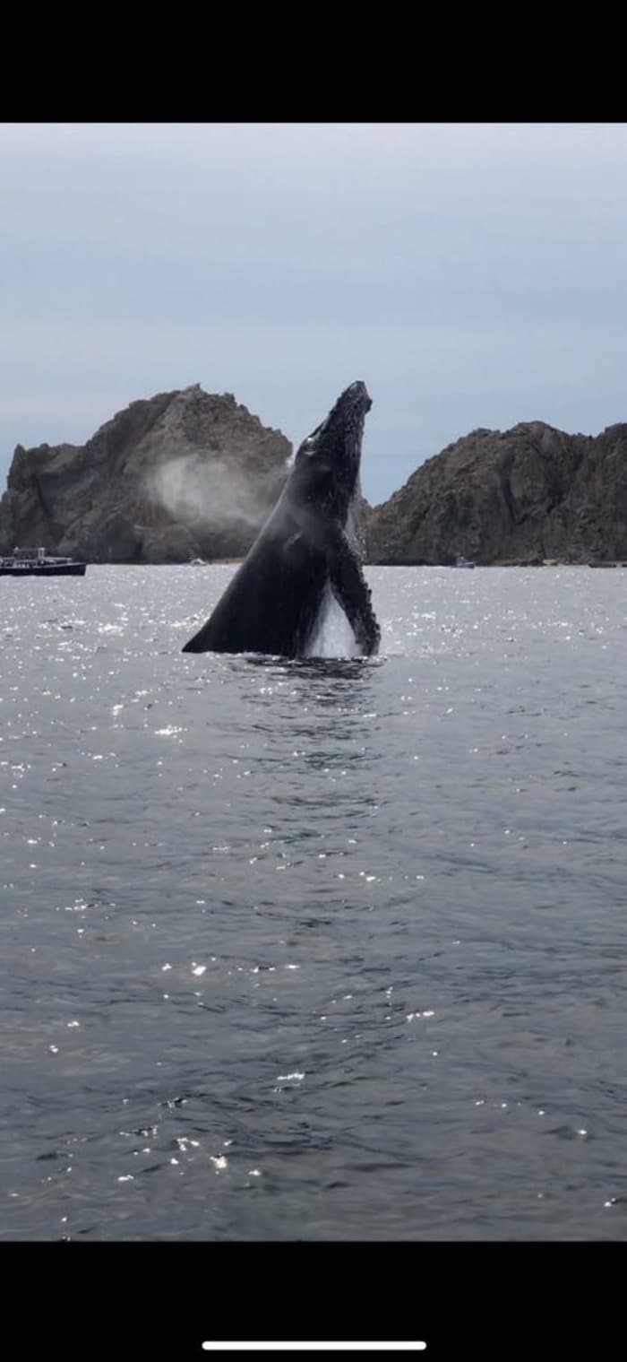 Lev för vågorna: En halvdagssemester i Cabo San Lucas ombord på en motorbåt