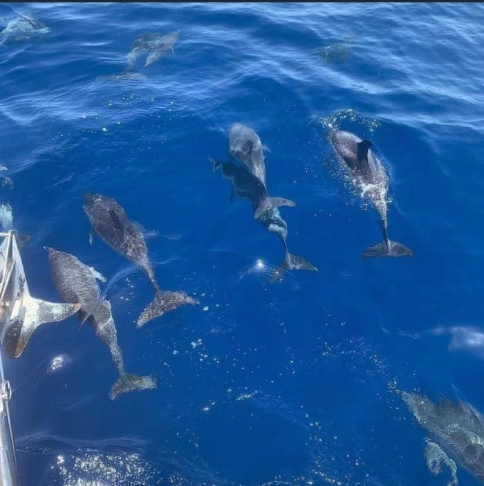 6h of sailing along the coast of Costa Adeje