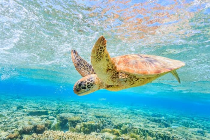 Half-day cruise in the south: Adventure on Turtle Island and in the Keri caves