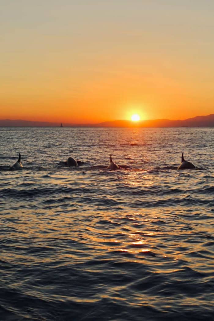 Portofino Sunset Magic – Un'esperienza in barca al crepuscolo