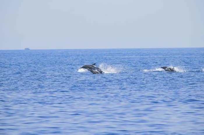 Det bästa av Pieta är på vattnet: Din privata heldag på en segelbåt