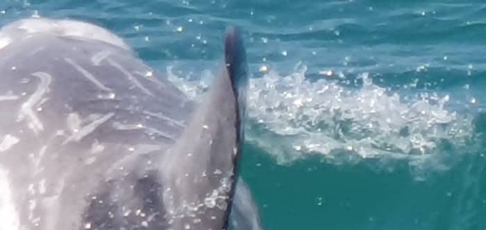 Rilassatevi a Saint-Quay-Portrieux: 5 ore e mezza di sole su una barca a vela.
